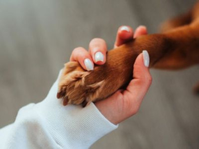 Personalized Dog Gifts: The Keychain They'll Keep Using